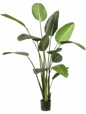 Strelitzia