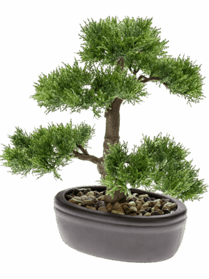 Bonsai Cedar