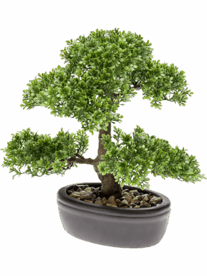 Ficus