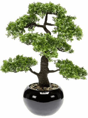 Ficus Bonsai