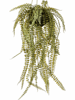 Fern