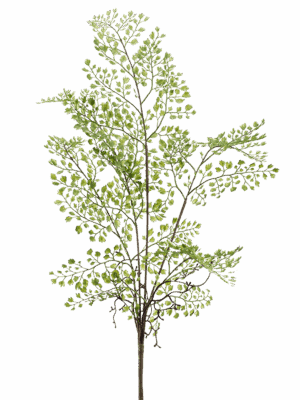Adianthum