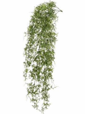 Fern