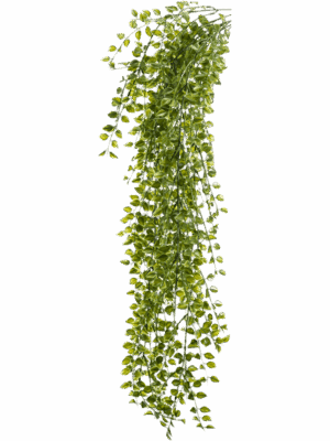 Ficus Pumila