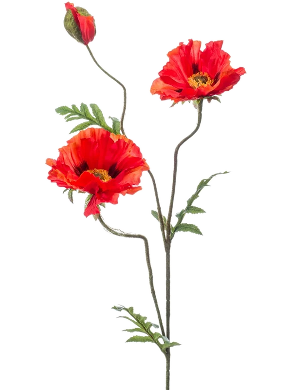 Poppy