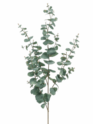 Eucalyptus