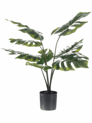 Monstera