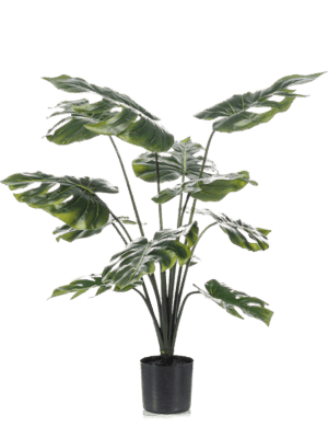 Monstera