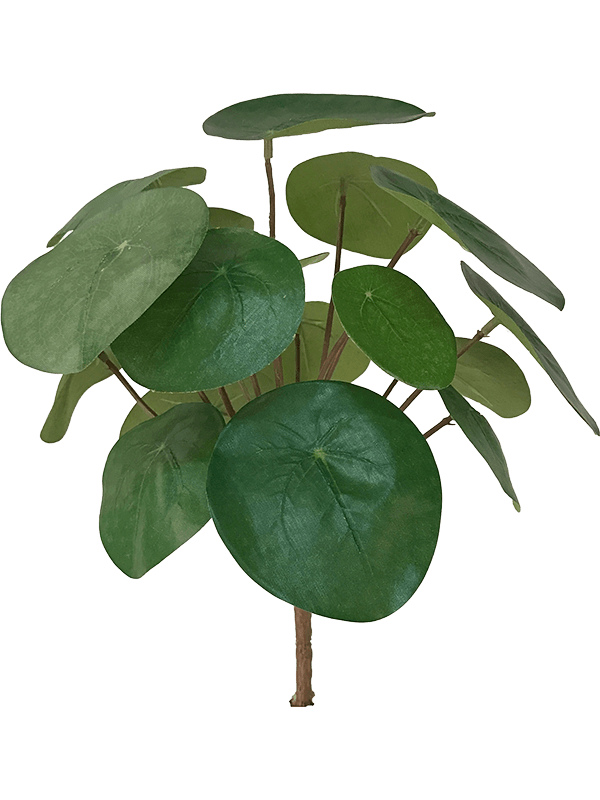 Pilea