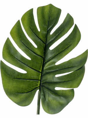 Monstera