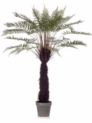 Fern Dicksonia