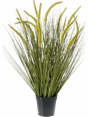 Grass Cattail
