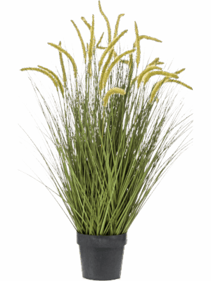 Grass Cattail
