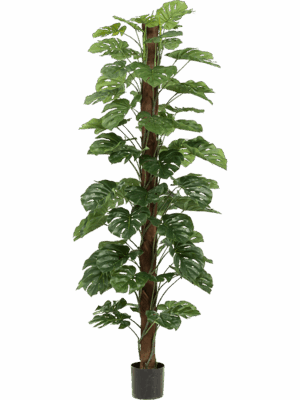 Monstera