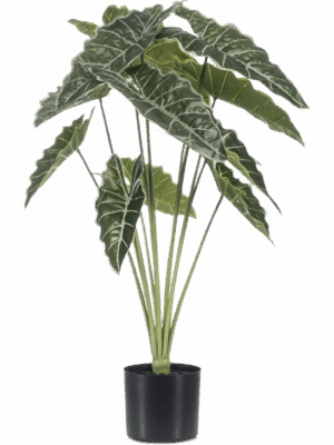 Alocasia
