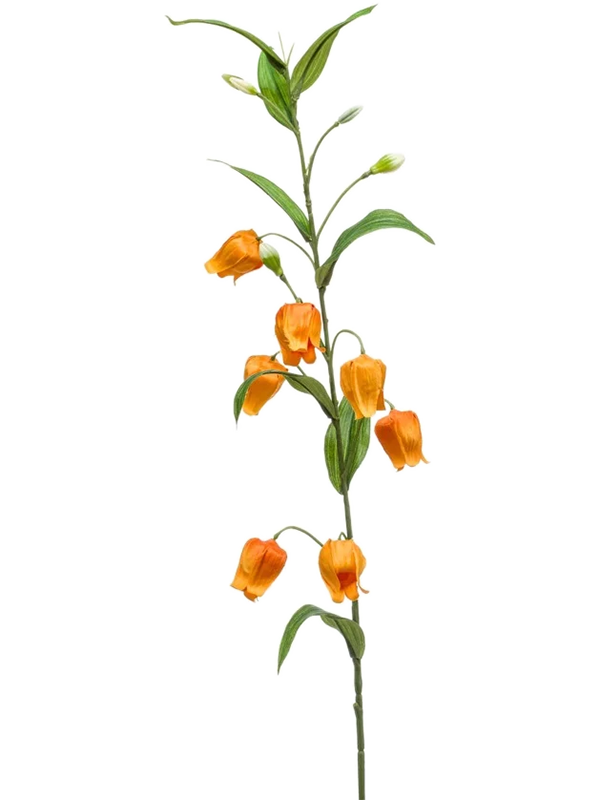Sandersonia