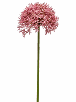 Allium