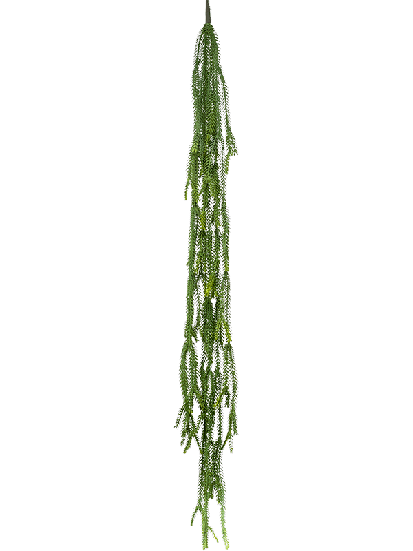 Epiphyllum