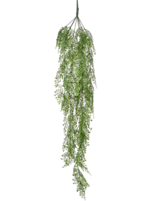 Adianthum