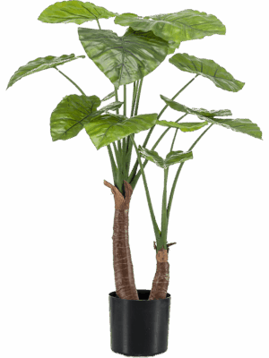 Alocasia
