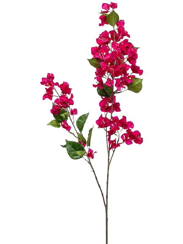 Bougainvillea