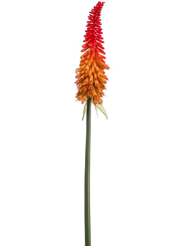 Kniphofia