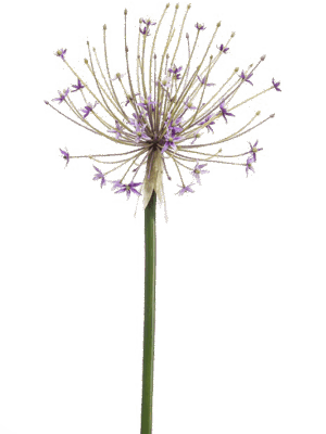 Allium