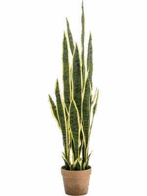 Sansevieria