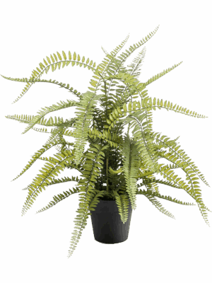 Fern Boston
