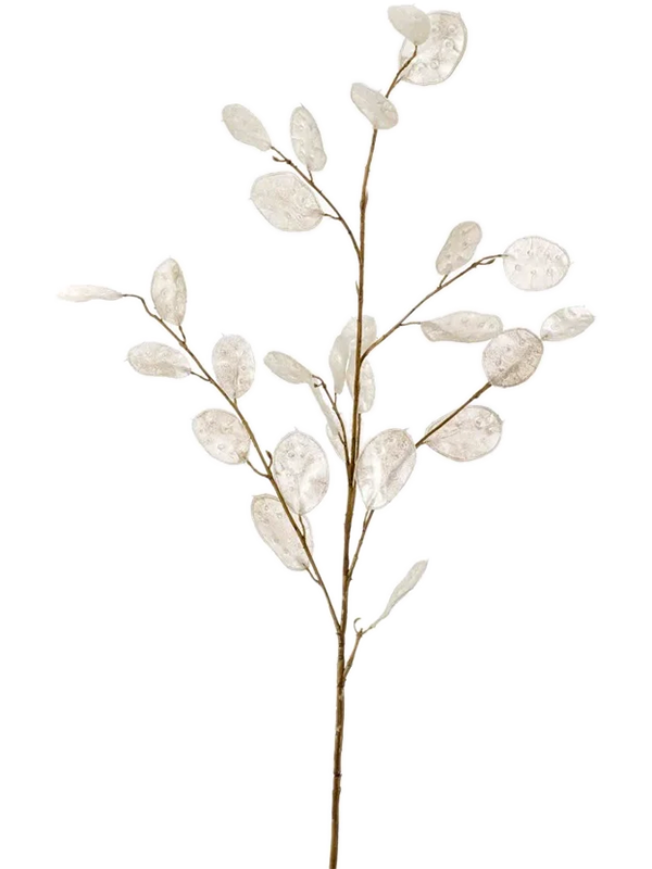 Lunaria