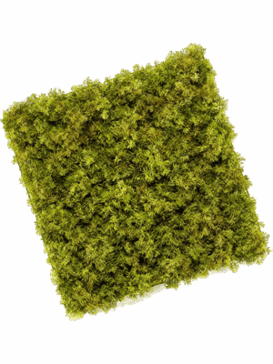 Iceland Moss