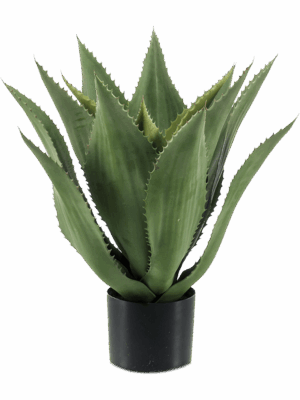 Agave