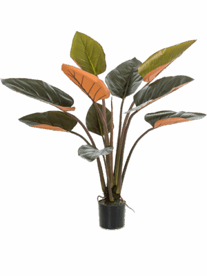 Philodendron