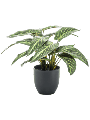 Calathea Zebrina