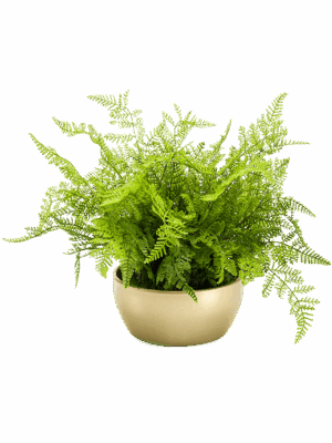 Fern Forest