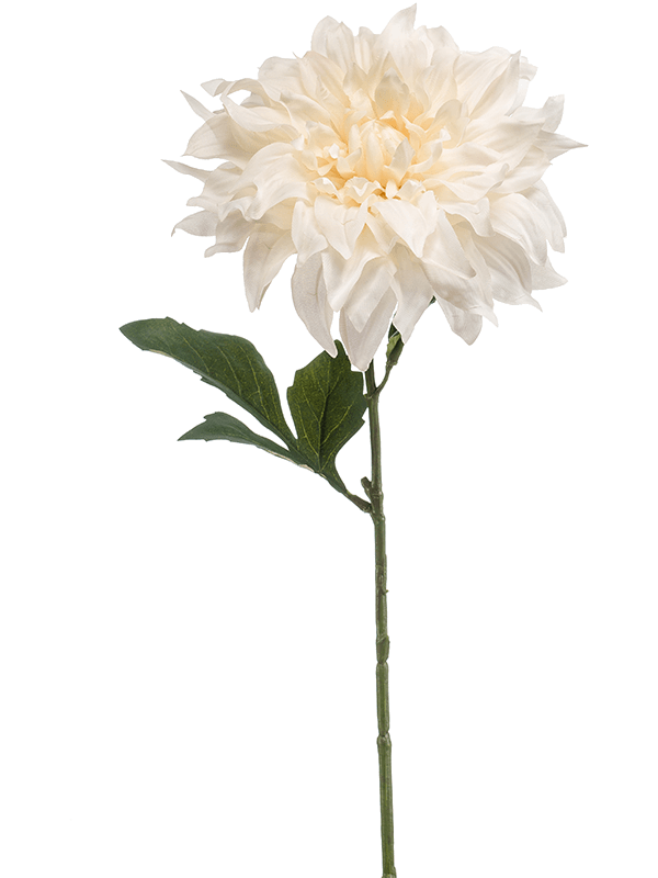 Dahlia