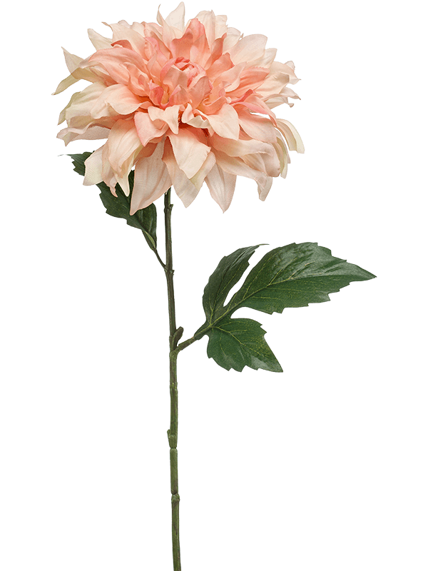Dahlia