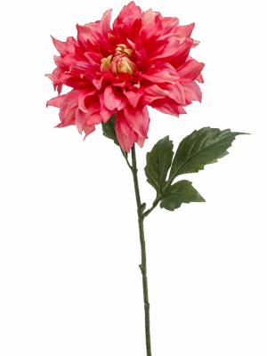 Dahlia