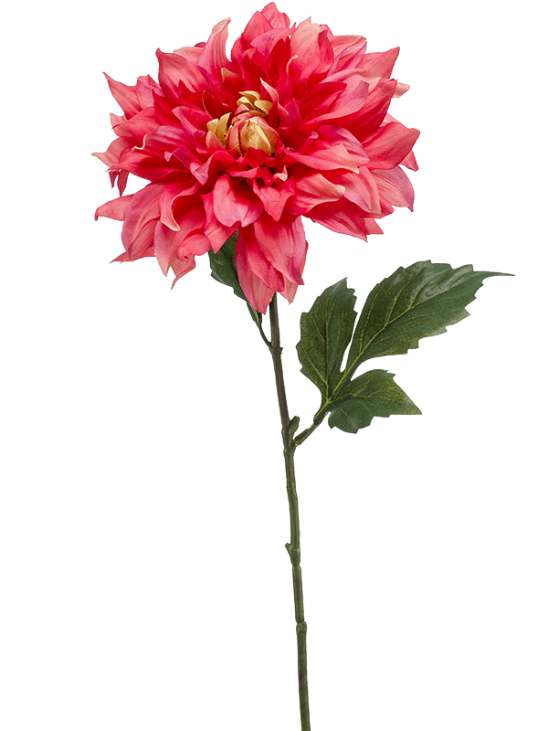 Dahlia