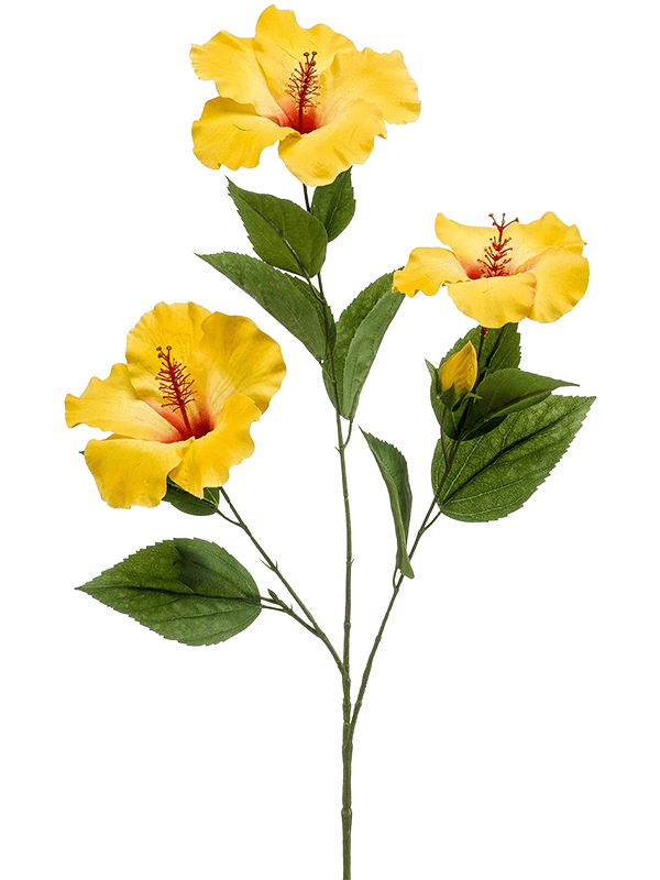 Hibiscus