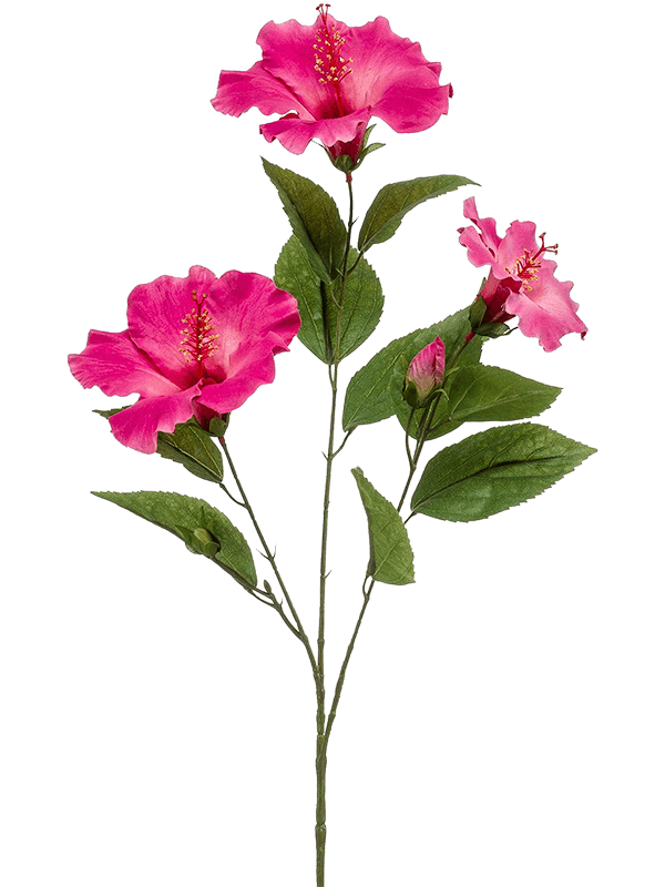 Hibiscus