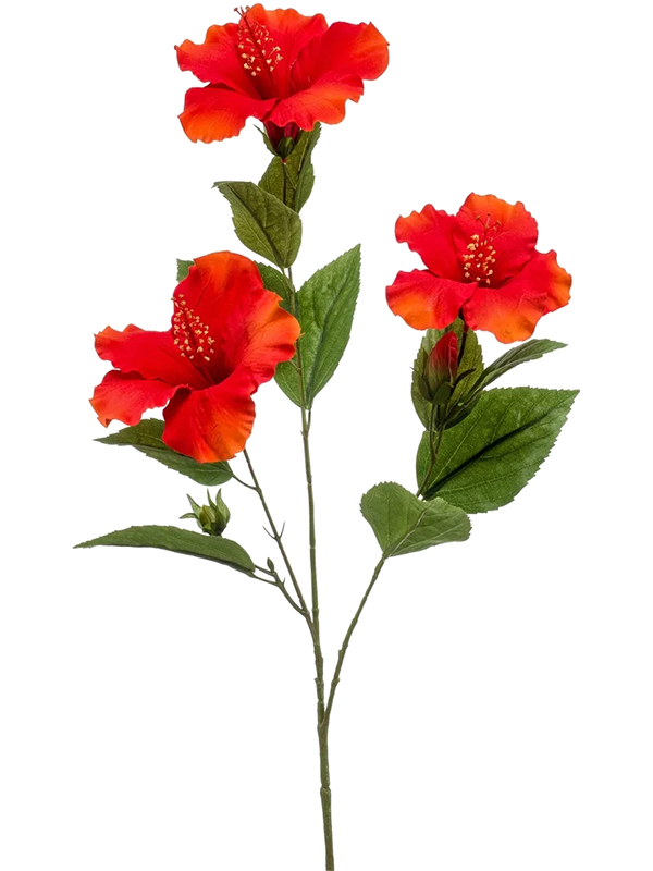Hibiscus