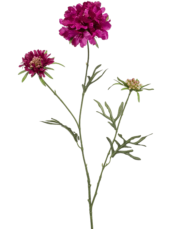 Scabiosa