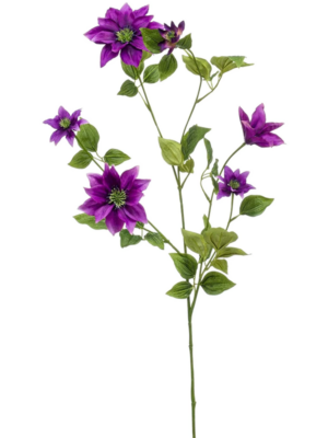 Clematis