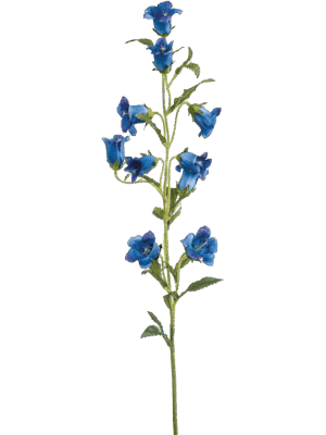 Campanula