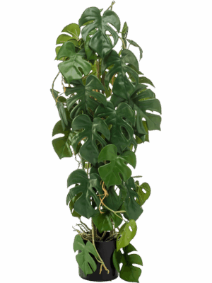 Monstera