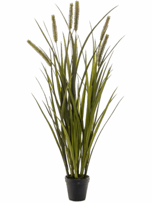 Grass Cattails