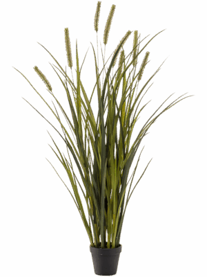 Grass Cattails
