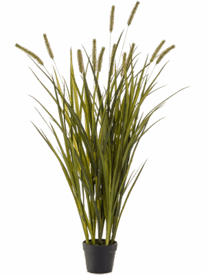 Grass Cattails