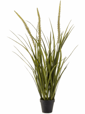 Grass Foxtail